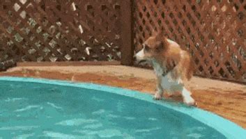 Puppy Fail Falling GIF - Find & Share on GIPHY