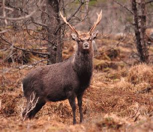 Sika Deer Stalking in Scotland | Hendry, Ramsay & Waters