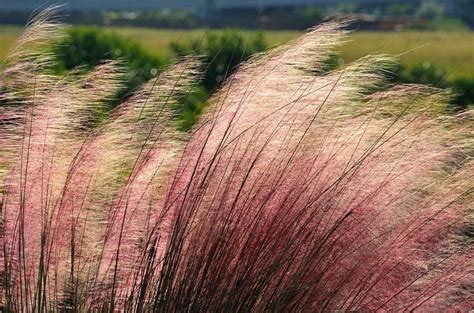 The Best Native Plants For Northern Virginia | Césped ornamental, Arbustos de jardín, Cuidado de ...