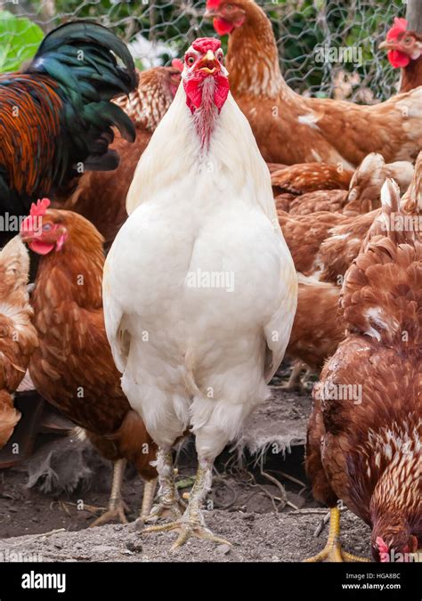 White rooster, cock, chicken or hen crowing, cackling or clucking inside a chicken coop or hen ...