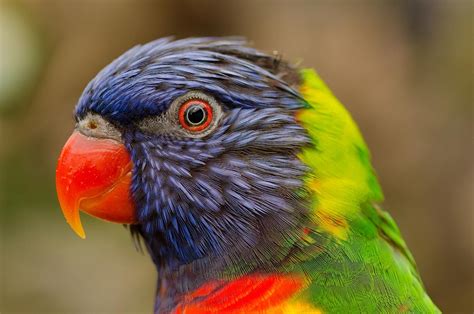 #Colores en un #perico. #fotografía #Naturaleza #Animales Photography ...