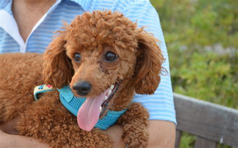 How Many Times a Day Should a Toy Poodle Poop? (Answered!)