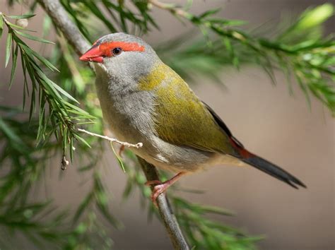 Red-browed Finch - The Australian Museum