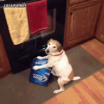 Dog Beer Meme Gifs