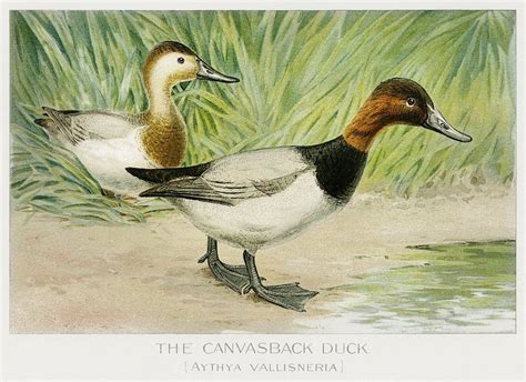 Canvasback Duck (Aythya Vallisneria) illustrated | Free Photo Illustration - rawpixel