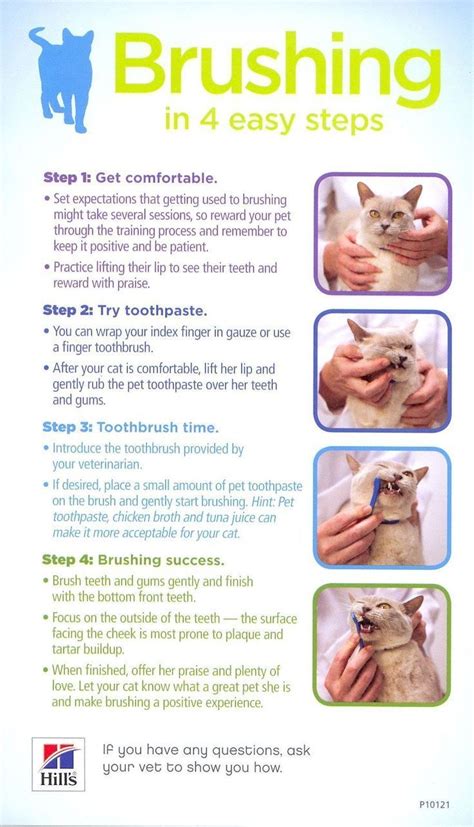 6 Tips To Keep Your Cat Happy And Healthy | Better Living | Cat care tips, Cat care, Cat health