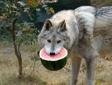 Wolf Eating A Watermelon Creates A Stir On The Net - Gallery | eBaum's World