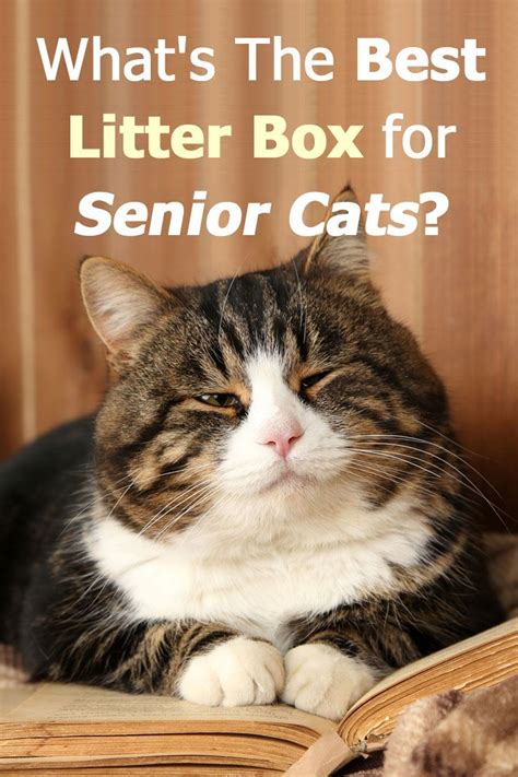 What's the best litter box for senior cats? Read our detailed guide to ...