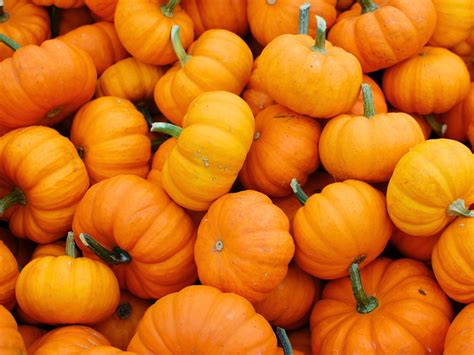 Is Pumpkin Keto-Friendly? (+ Low-Carb Recipes) - Low Carb Yum