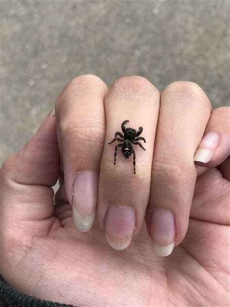 Daring Jumping Spider/Bold Jumping Spider (Phidippus audax) in PA, USA ...