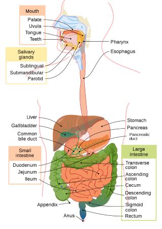 Ascending Colon Diagram