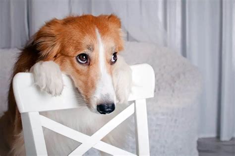 Guilty dogs? When looks can lie | Burgess Pet Care