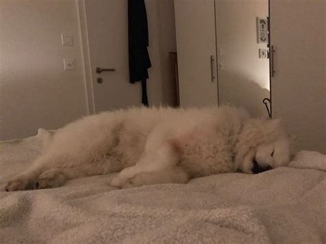 Pin von Christina auf Samoyed | Samojede