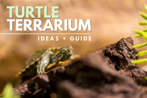 Turtle Terrarium Ideas: 5 'Crui-shell' DIY Decor Items - Terrarium Tribe