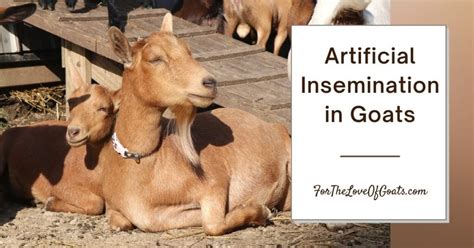 Artificial Insemination in Goats