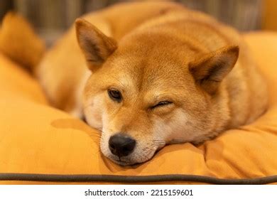 1,963 Shiba Inu Sleeping Images, Stock Photos, 3D objects, & Vectors ...