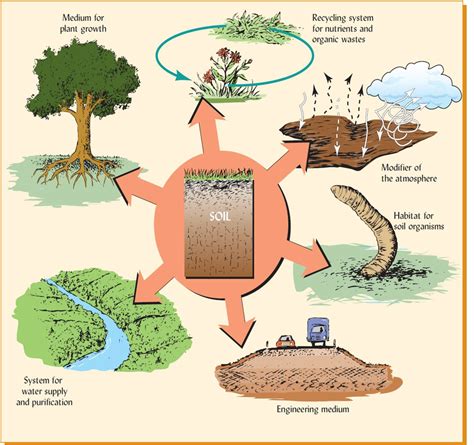 Soil Ecosystem An Overview ScienceDirect Topics, 47% OFF