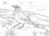 Realistic Green Jay coloring Page  Free Printable Coloring Pages sketch template