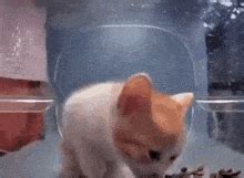 Mr Fresh Cat GIF - Mr fresh Cat - Discover & Share GIFs