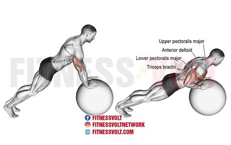 Stability Ball Push-Up: Strengthen Chest & Core Muscles – Fitness Volt