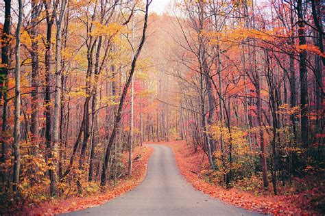 Autumn Country Road In The Forest #1 by Moreiso