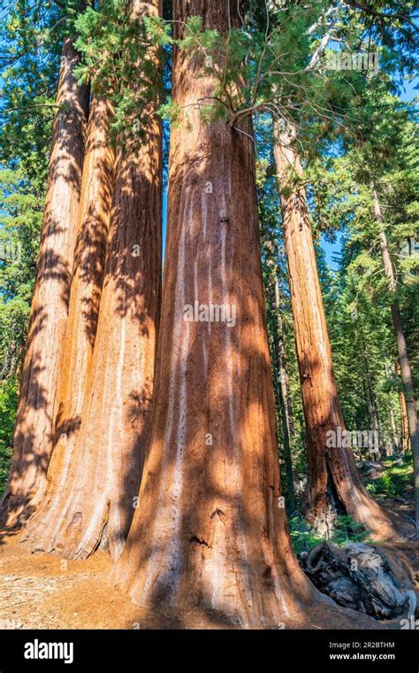 Giant Sequoia trees in General Grant Grove in Kings Canyon National Park California, USA Stock ...