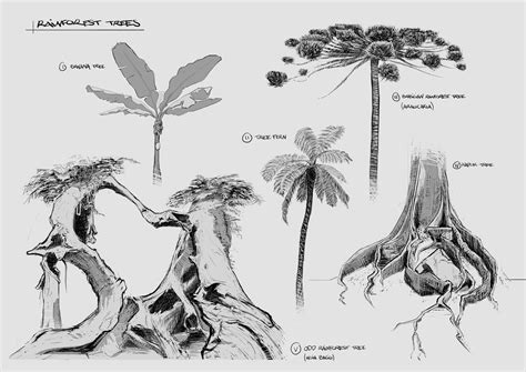 Rainforest Tree Sketch at PaintingValley.com | Explore collection of ...