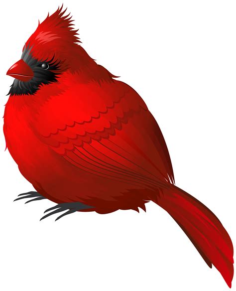 Top 96+ Pictures Pictures Of Red Cardinals Full HD, 2k, 4k