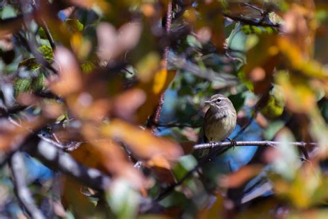 Palm Warbler | Audubon Field Guide