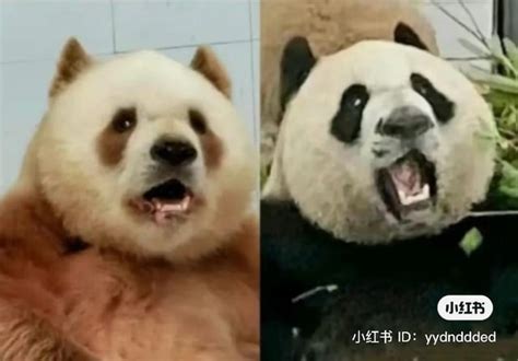 The most expressive panda Qizai : r/panda