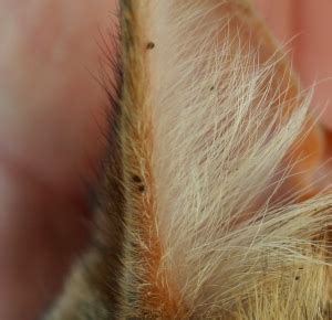 How To Treat Stick Tight Fleas On Cats - PestPhobia