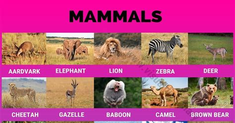 Mammals: Wonderful List of 175+ Names of Mammals with Pictures - Visual Dictionary