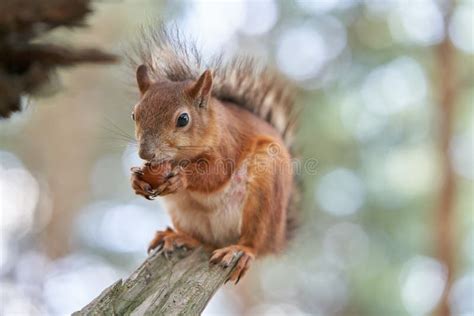 Squirrel on the Tree is Eating a Hazelnut Stock Image - Image of ...