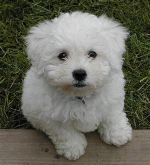 Bichon Poo (Bichon-Poodle mix) Info, Puppies, Pictures, Temperament