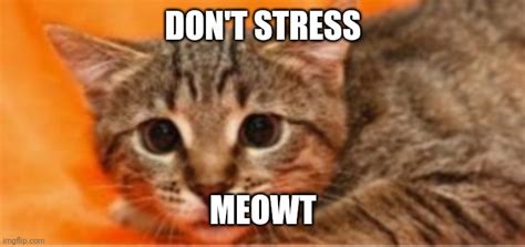 Stressing meowt - Imgflip