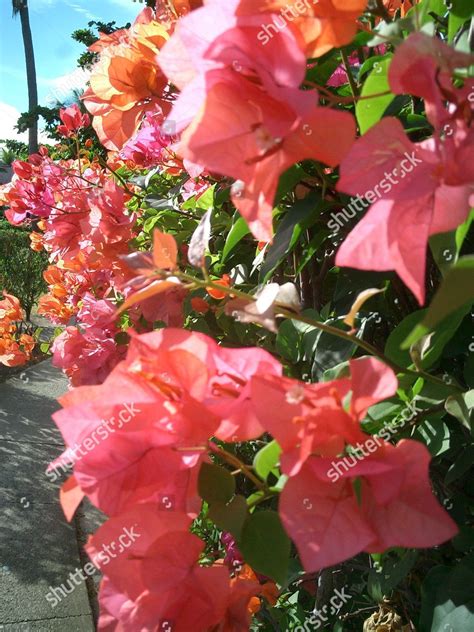 National Flower Fiji Red Hibiscus Flower Editorial Stock Photo - Stock Image | Shutterstock