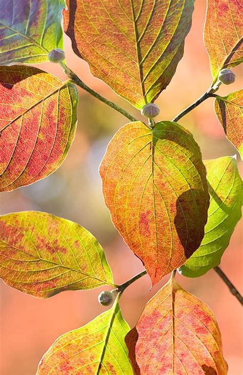 A few of the Flowering Dogwoods are showing some fall color, but most trees are still green ...