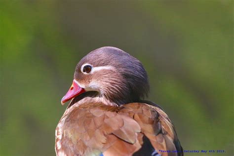 Female Mandarin Duck....... | Female Mandarin Duck ~ Menager… | Flickr