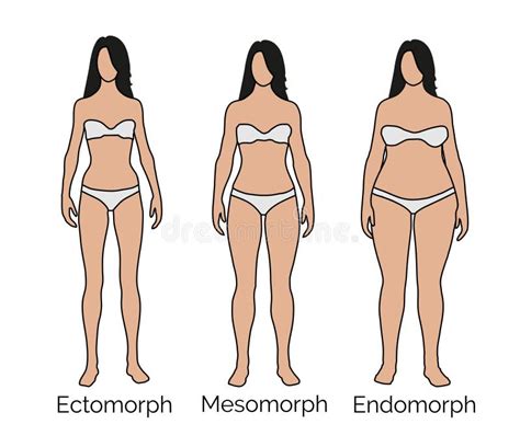 Ectomorph, Mesomorph, Endomorph Female - Small, Medium, Large Body ...