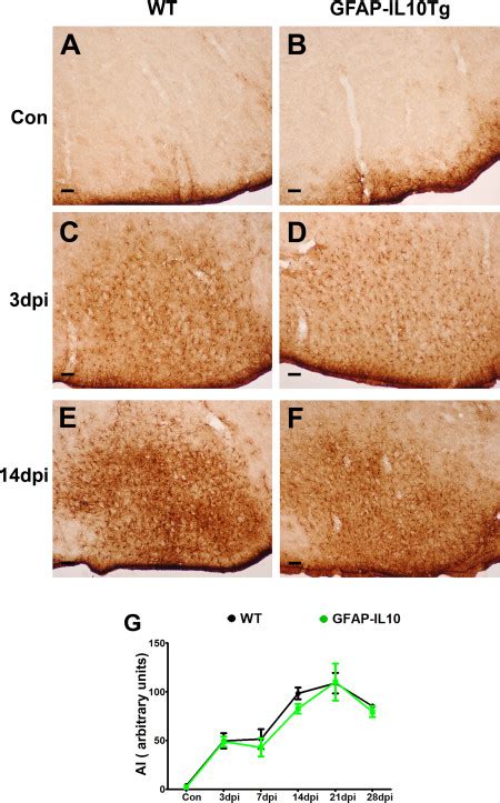 GFAP immunohistochemistry. Representative microphotographs... | Download Scientific Diagram