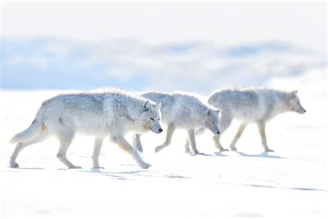 Pin by Barbara rathmanner on Wölfe | Arctic wolf, Wolf photos, Wolf images