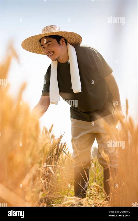 Farmer harvesting in wheat field Stock Photo - Alamy