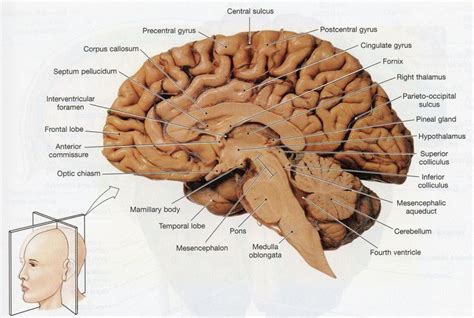 Resultado de imagen de brain dissection | Brain diagram, Brain anatomy, Human brain diagram