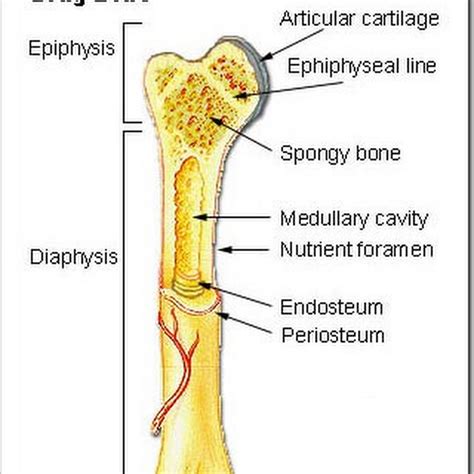 Cross Section Of A Bone - Bone Cross Section Diagram Postcard | Zazzle.com / The compact bone is ...