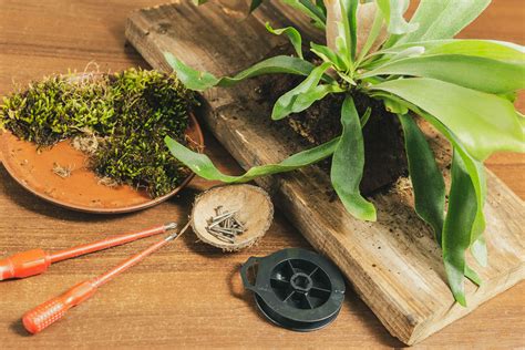 Transplanting Staghorn Ferns - When To Repot A Staghorn Fern Plant