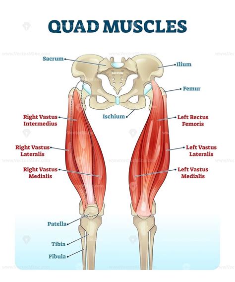 Quad leg muscles anatomy labeled diagram | Muscle anatomy, Human muscle ...