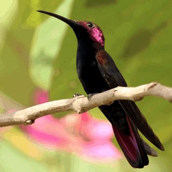 Endemic Birds of Jamaica