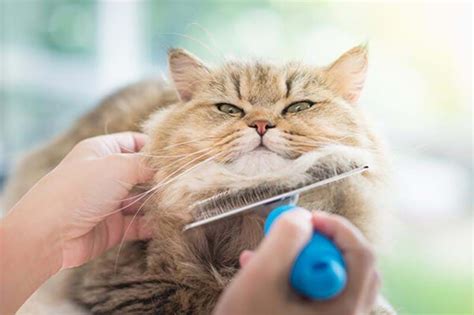 Is your cat throwing up hairballs? - Bozita International