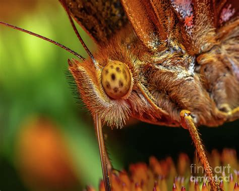 Great Spangled Fritillary Photograph by Small Life Photography - Pixels