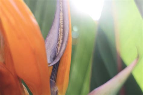 Free Images : grass, sunlight, leaf, flower, petal, green, color, yellow, flora, close up, macro ...